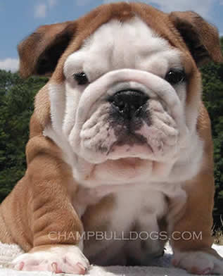 English bulldog puppies